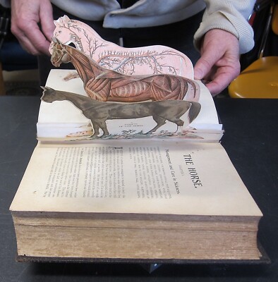 1897 Hand-Book of Ready Reference ~ Color Manikins/Pop-Ups/Overlays Horse Cow-image
