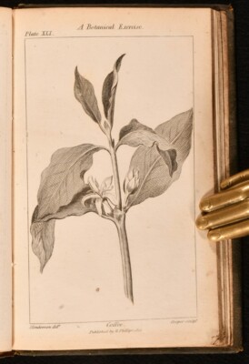 1814 A Grammar of Botany Robert John Thornton Second Edition Very Scarce Illu...-image