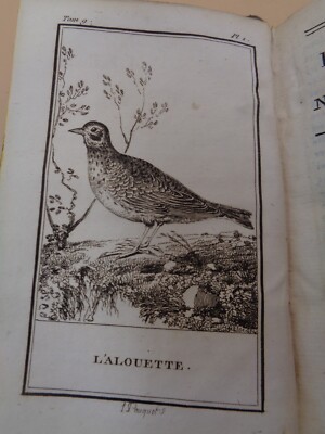 Natural History Of Buffon Birds Vol. 9 Lark Nightingale Warbler Chat 1799-image