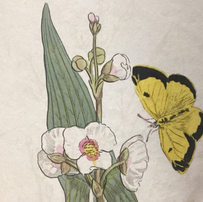 1812 The Family Herbal, Or Account Of All Those English Plants - Color Plates-image