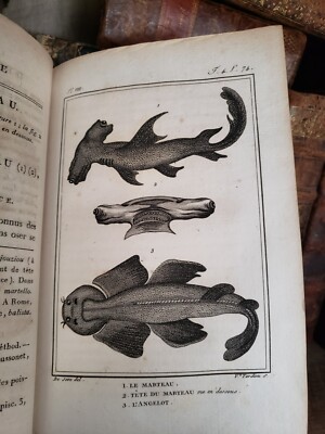 1802 NATURAL HISTORY OF BUFFON - Fish and Snakes Engravings-image